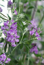 Un buey no dejo prohibir su comida de
                            alfalfa por el perro