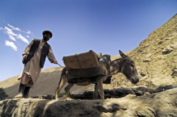 Los burros de carga
                        fueron lentos y el jefe se enerv� mucho de
                        ellos, pero un asno reclam� la revoluci�n y la
                        fuga, porque trabajaban bajo de malos
                        condiciones ...