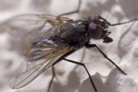 Una
                        mosca sab�a leer y salv� su vida por eso...