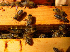 ... que roban miel en
                      una colmena ...