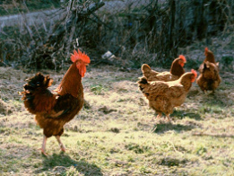 ... anunciaba lo
                      siguiente a sus gallinas: