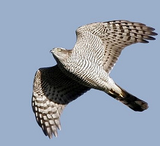 Pues vino un gavil�n
                      que com� todas las gallinas y el gallo.