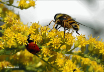 Pero la mosca comiendo
                      el miel de un flor sigui� a vivir bien...