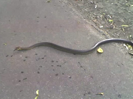 Una
                        culebra fue salvado por un granjero, y pues la
                        culebra mat� el granjero...