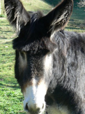 ... y el burro puede
                      ser un corneta.