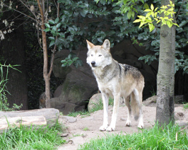 ... y el lobo ten�a
                      que aceptar y buscar otra presa.