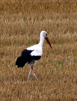 y el campesino us� sus
                      lazos y tambi�n un cig�e�a que no da�a el sembrado
                      fue captivado, y el campesino en su ravia tambi�n
                      mat� la cig�e�a...