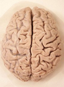Human brain