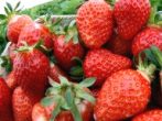 Fresas pueden ser manipuladas con
                          luz roja y sale m�s sabor