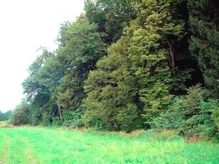 An
                          einem nat�rlichen Waldrand kann man gut sehen,
                          wie das Licht verschiedene Gr�nt�ne am selben
                          Strauch oder Baum zum Vorschein bringt