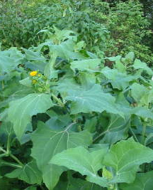 Tellergrosse
              Yacon-Bl�tter mit Yacon-Bl�te