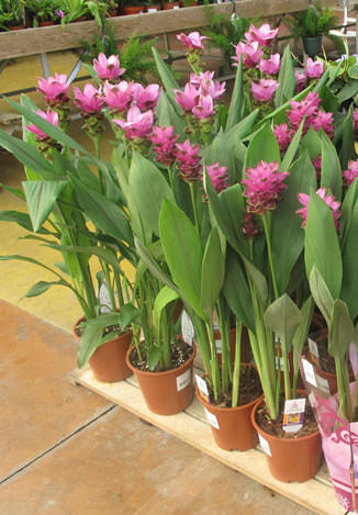 Kurkuma-Pflanzen im Topf