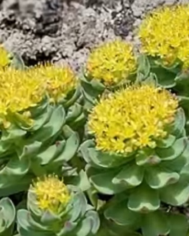 Rosenwurz (Rhodiola) mit grossen Blüten Rosenwurz (Rhodiola) mit grossen Blüten
