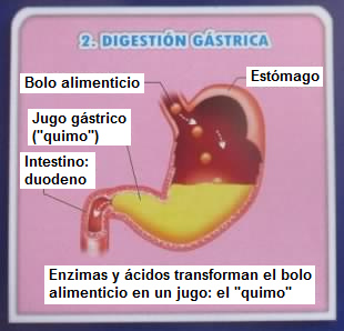 En el estómago enzimas y ácidos transforman
                      el bolo alimenticio en un jugo "quimo".