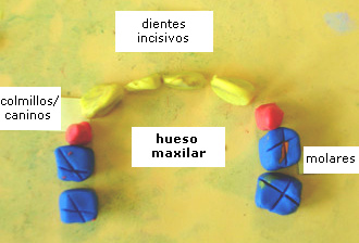 Un
                          modelo en color de una dentadura de leche, con
                          dientes incisivos, dientes caninos y dientes
                          molares.