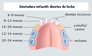 La
                          dentadura de leche (dentadura infantil) en una
                          esquema de color con las indicaciones cuando
                          m�s o menos salen: los dientes incisivos
                          centrales salen con 6-8 meses, los segundos
                          dientes incisivos salen con 8-12 meses, los
                          primeros dientes molares salen con 12-16
                          meses, los dientes caninos salen con 16-20
                          meses, y los segundos dientes molares salen
                          con 20-24 meses [16]. Son 10 dientes de leche
                          en cada hueso, en total son 20 dientes de
                          leche [6].
