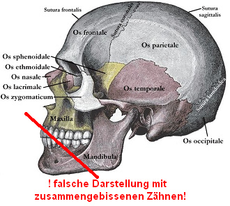 Die Darstellungen von Sch�deln sind,
                              was die Stellung der Kiefer und der Z�hne
                              betrifft, immer v�llig falsch mit
                              zusammengepressten Z�hnen (hier ein Schema
                              von wikipedia). Die Ruheschwebelage
                              scheint nicht bekannt [7].