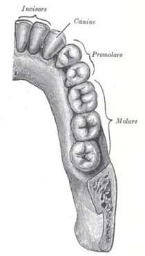 Fisuras (surcos) de los dientes molares
                            (dibujo) con los dientes premolares 1 y 2 y
                            dientes molares 1, 2 muela del juicio,
                            diente molar 3 [44]. Se ve que cada diente
                            molar tiene su dibujo de surcos espec�fico:
                            el primer premolar como un puente, el
                            segundo premolar similar al signo de zod�aco
                            de picis, el primer molar como un gran �rbol
                            (cedro), el segundo molar como una cruz, el
                            tercer molar (muela de juicio) como una
                            estrella de cinco puntos [6].