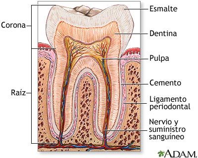 Diente, esquema de un diente molar con
                          indicaciones, del interior al exterior: Pulpa,
                          nervio y suministro sangu�neo, dentina,
                          esmalte, cemento, ligamento periodontal. El
                          diente es partido en ra�z y corona [46].