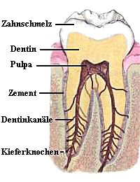 Zahn, Schema eines Backenzahns oder
                          Mahlzahns mit Beschriftung, von innen nach
                          aussen: Pulpa, Dentin, Dentinkan�le,
                          Zahnschmelz, Zement, Kieferknochen [46]