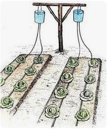 Salatfeld mit Schnurbew�sserung in
                  Reihe mit 2 Wasserkesseln