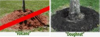 Baum
                mulchen in Ringform (Donut-Form), in der Tropfzone des
                Baums, nicht in Vulkan-Form