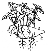 Knollenwurzler S�sskartoffel