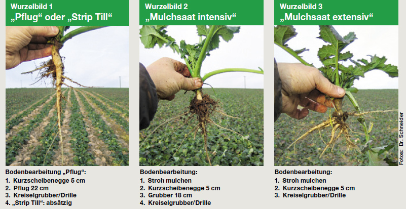 Raps-Wurzeln nach Pfl�gen,
                            nach Strohmulchen intensiv, nach
                            Strohmulchen extensiv