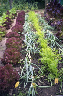 Gem�sebeet mit den Traumpartnern Zwiebeln
              und Karotten