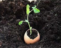 Keimlinge
            wachsen in Eierschalen: