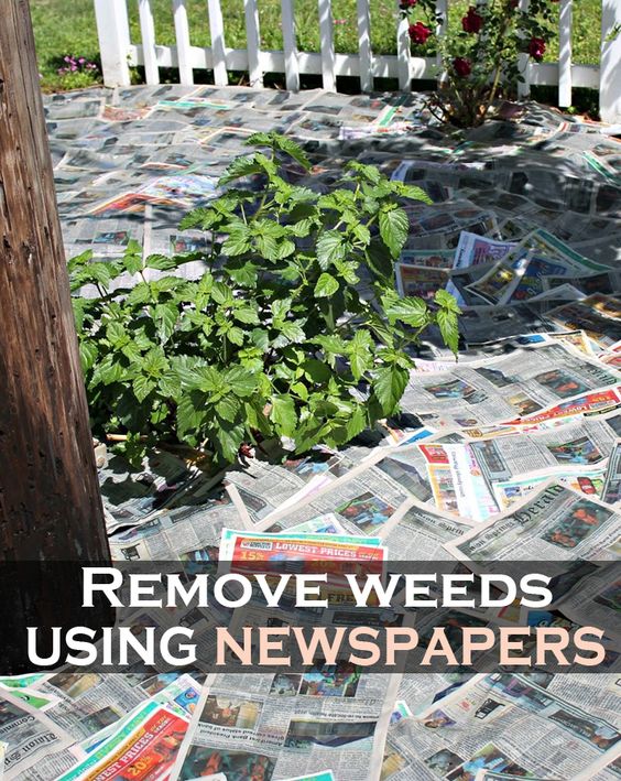 Zeitung gegen
            Unkraut auslegen 03