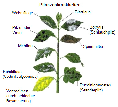 Pflanzenkrankheiten, Schema