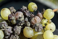 Botrytis-Schlauchpilz an Trauben