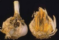Botrytis-Schlauchpilz im Knoblauch