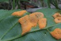 Pucciniomycetes: Puccinia coronata