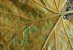 Pucciniomycetes: Cronartium ribicola