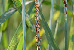Pucciniomycetes: Puccinia graminis an
                  einem Weizenhalm