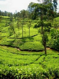 Kaffeeplantage mit B�umen in Sri Lanka