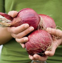 Rote K�chenzwiebeln