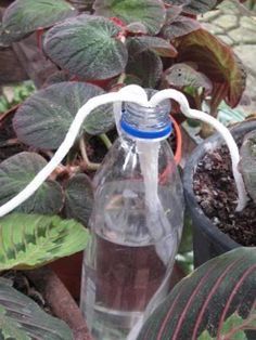 Schnurbew�sserung von Flasche an
                  div. Pflanzen gleichzeitig