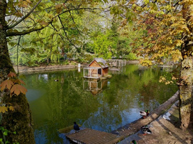 Ententeich in Wil, Kanton St.Gallen,
                    Schweinz (Schweiz)