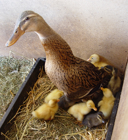 Entenmutter
                  mit Entenk�ken