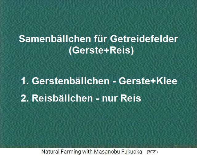 Fukuokas Samenb�llchen f�r den
                      Getreideanbau: Gerstensamen und Weisskleesamen
                      sind zusammen, und die Reissamen werden allein
                      verstreut