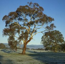 Eukalyptusbaum "Eucalyptus
                  melliodora"