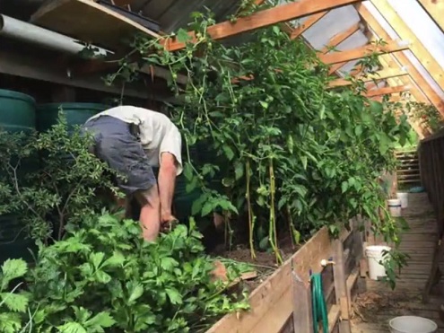 Plantas en el invernadero de
                                fosa 04