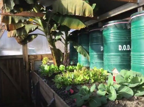 Plantas
                                en el invernadero de fosa 05 con
                                pl�tanos peque�os