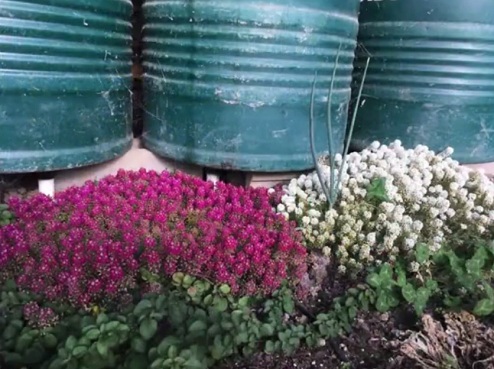 Plantas en el
                                invernadero de fosa 06 con flores