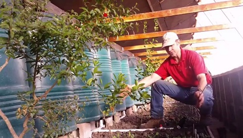 En el Walipini, el
                                bancal elevado tiene un ancho de 46 a 48
                                inchos (116-120cm)