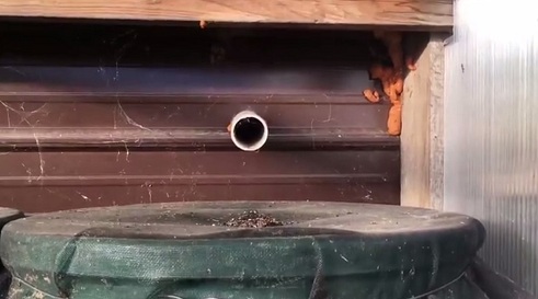 Barriles de agua
                                son llenados con agua de lluvia y en los
                                barriles hay tela como filtro