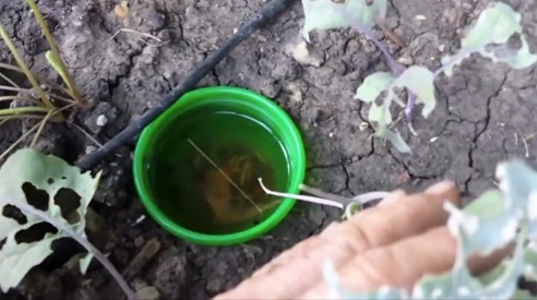 Trampa de cerveza contra gusanos,
                                cochinillas y orugas de la col
                                (Trichoplusia ni - �orugas!)